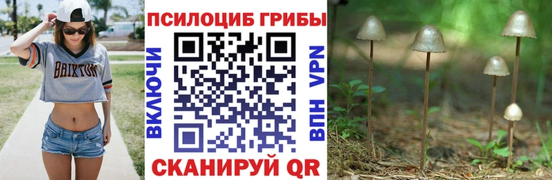 Галлюциногенные грибы мицелий  Чегем 